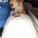 Pomchis puppy’s