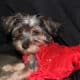 Pure Bred Yorkie