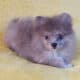 Rare Exotic Silver Merle Pomeranian Puppy Female