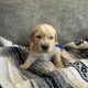 Akc Golden Retriever puppies