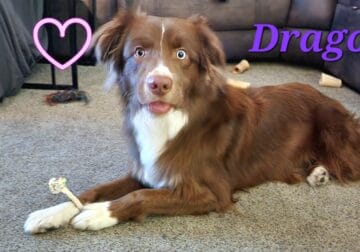 Beautiful Australian Shepard