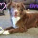 Beautiful Australian Shepard
