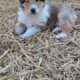 Meet KONA- Rough Collie Puppy 8 weeks