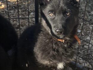 AKC German Shepherd Puppies
