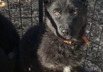 AKC German Shepherd Puppies