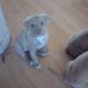 Amstaff puppies