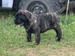 AKC ENGLISH MASTIFF CHAMPION BLOODLINE PUPPIES