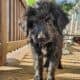 Beautiful Aussiedoodle puppies for sale