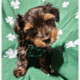 Yorkie Male 2, Macomb, Michigan