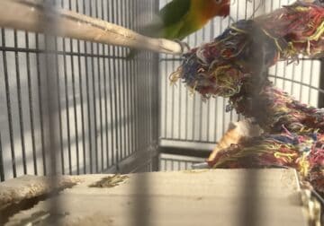 Love bird