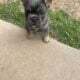 Frenchie