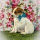 Jack/Rat terrier puppy $125 obo
