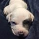 American Bully XL mix