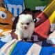 Pomeranian – Merle female