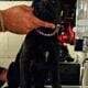 Cane Corso Puppies