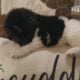 AKC Landseer Newfoundland Puppies