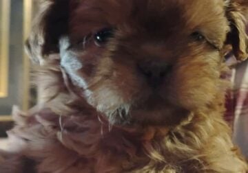 AKC shih Tzu puppys