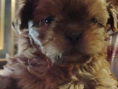 AKC shih Tzu puppys