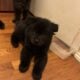 Tibetan mastiff chow chows
