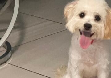 BichonPoo