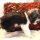 Miniature Schnauzer Female AKC Parti Trina