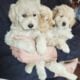Miniature Goldendoodles