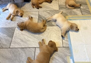 Goldens Available