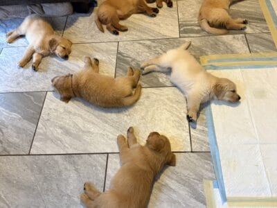 Goldens Available