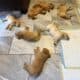 Goldens Available