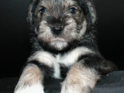 AKC Miniature Schnauzers