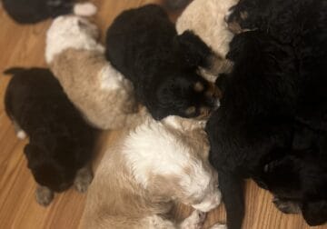 Bernedoodle FB2 puppies