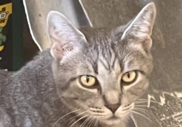 Free gray tabby kitten