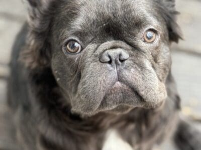 Blue Male altered 11mth blue French Bulldog