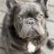 Blue Male altered 11mth blue French Bulldog