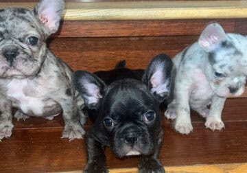 French Bulldog Pups Available