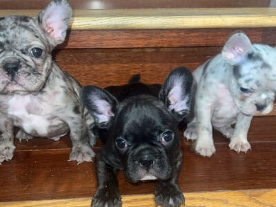 French Bulldog Pups Available