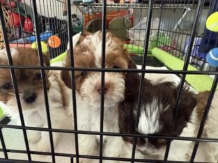 4 Shih Tzu males