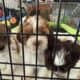 4 Shih Tzu males