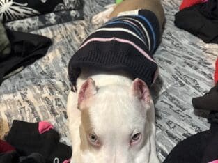 Blue Nose Dior