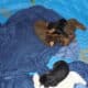 AKC Doberman puppies