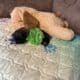 Shihpoo and shihtzu fur babies