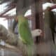 Indian Ringneck
