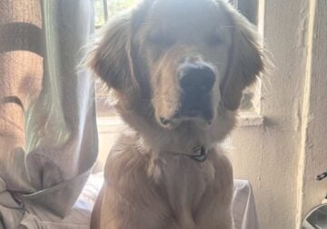 1yr old Golden retriever