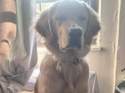 1yr old Golden retriever