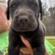 Great Dane puppies