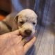 Pitbull/Mini Dashound puppies