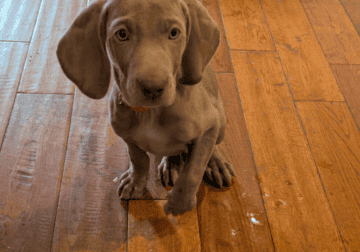 Weimaraner puppies