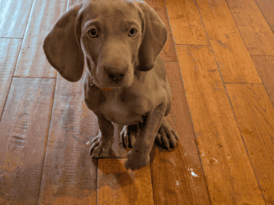 Weimaraner puppies