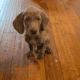 Weimaraner puppies