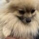 Sable Female Pomeranian